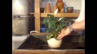 Tips for Successfully Growing a Peace Lily  Repotting a Peace Lily  Houseplants [upl. by Amahs]