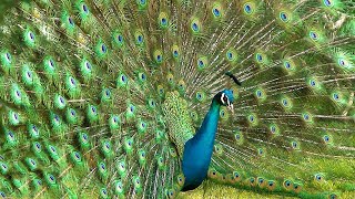 mor kee dhvani 🦚 मोर की ध्वनि  Beautiful Peacock Sound and Video [upl. by Norda466]