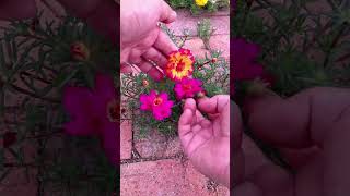 Trying to pollination portulaca flower for take new color flower 💐 horticulture garden shortvideo [upl. by Haggar]