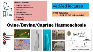 Haemonchosis in sheep and goat A challenging parasitic infection AZ [upl. by Sheffie]