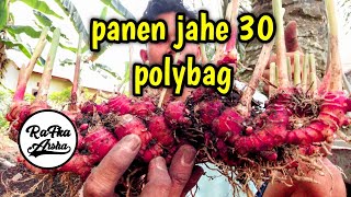 Panen jahe merah super 30 polybag [upl. by Afas]