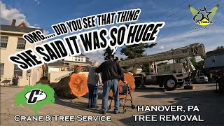 C2 Crane amp Tree Service  Hanover PA for Tree Removal treeremoval craneoperator arborpro crane [upl. by Innej]