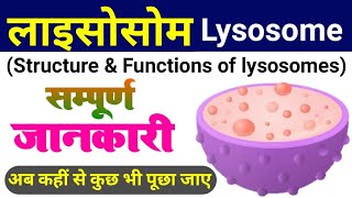 lysosome  lysosome structure and function  types of lysosomes  cell organelles  Koshika लयनकाय [upl. by Rebm]