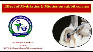 Expt no 14 amp 15 Effect of Mydriatics amp Miotics on rabbit cornea [upl. by Anaeed702]