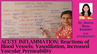 Acute Inflammation Reactions of Blood Vessels Vasodilation Increased Vascular Permeability [upl. by Mcmath]