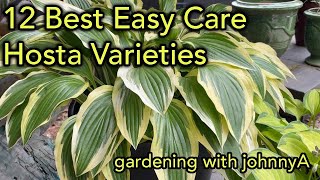 12 Best Easy Care Hostas  Must Have Fast Growing Hosta Varieties for Garden and Container [upl. by Tonya]