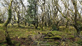 Sacred Oak Forest of The Druids Ty Canol Forest Pembrokeshire Wales [upl. by Nivert]