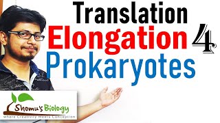 Translation elongation  translation in prokaryotes lecture 4 [upl. by Modeste832]