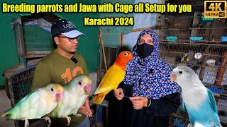 Lovebirds Parrots and Java Breeding Setup with Cage Available In Cheapest  Latest Updates 2024 [upl. by Alika]