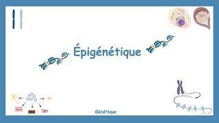 LÉpigénétique  Génétique [upl. by Yeleak]