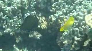 longnose butterflyfish [upl. by Lrad473]