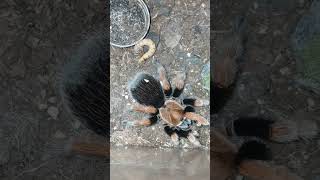 Worlds most docile takedown Aphonopelma bicoloratum female [upl. by Alac]