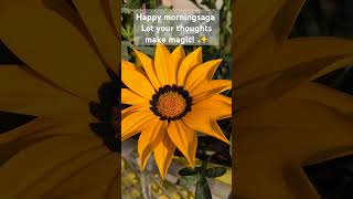 Winters flower Gazania honeybee gazania morningmotivation sadhanasingh121 [upl. by Marwin144]