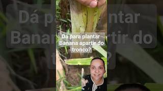 Dá para plantar banana a partir do tronco [upl. by Cinomod]