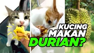 Adakah kucing makan durian  KUCING TV [upl. by Radmilla651]