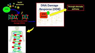 A Novel Adjunctive Host Directed Therapy For The Treatment Of TB [upl. by Sugihara]