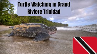 Turtle Watching in Grand Riviere [upl. by Devland]