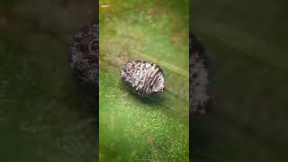 Cochineal Beetle ‼️😲 shorts beetle experiment [upl. by Robers]