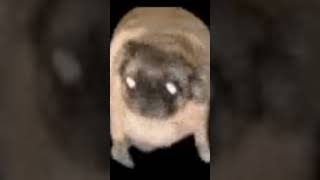 pug dancing meme [upl. by Notsae]