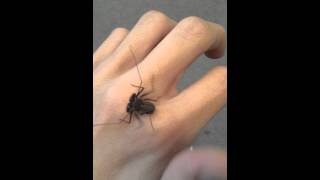 Tailless Whip Scorpion Baby [upl. by Esilec]