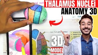 thalamus anatomy 3d  anatomy of thalamus nuclei anatomy [upl. by Chiang]