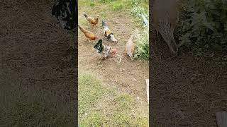 chickens feeding with cockerels today [upl. by Putnem228]