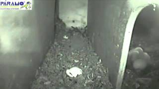 Little owl nestbox camera [upl. by Aihsas]