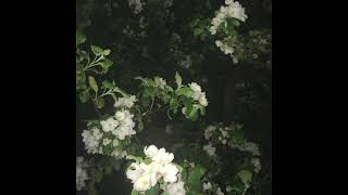 Yea Big  Flower Moon Flash Photos of Flowers at Night [upl. by Enneyehs]