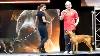 Cesar Millan Budapest 1219 Showműsor részlet [upl. by Chao]