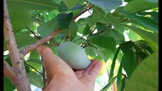 Asiminier en Seine et Marne  Faire pousser des fruits au goût de la mangue du rêve à la réalité 😋 [upl. by Epilef832]