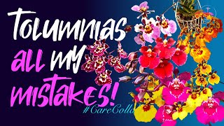 TOLUMNIA orchid CARE CareCollab  My mistakes recognized amp corrected ninjaorchids [upl. by Ardnoid]