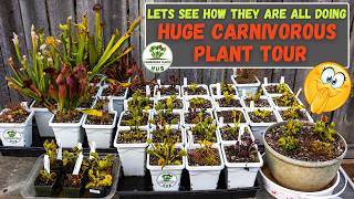 Venus Flytraps Sarracenia amp Sundews  My Outdoor Carnivorous Plant Tour [upl. by Sherilyn743]