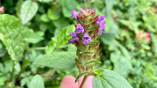 Hedge Woundwort and Self￼ HealTwo Medicinal￼ Plants from the￼ Mint Family￼￼ [upl. by Ilona]