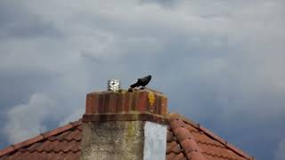 Jackdaw making some funny noises [upl. by Adnamaa328]