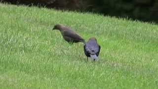 Courtship of Brownheaded Cowbirds [upl. by Georg]