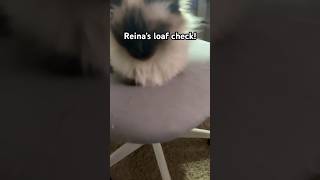 cat loafcheck catlover fluffy pets cute cutecat Reina’s loaf check [upl. by Jerol158]