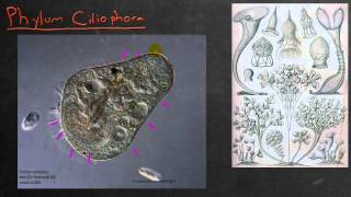 Biology in 4 Minutes  Chromista and Ciliophora [upl. by Htederem656]