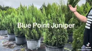 Blue Point Juniper [upl. by Germaine]