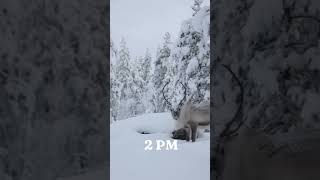 Beautiful Lapland explore love viralvideo lapland beautiful [upl. by Gaskin685]