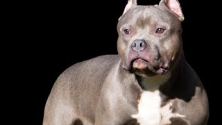 Pitbull dog fight  Pitbull dog attitude  Pitbull dog video  american bully dog youtubeshorts [upl. by Henrik]