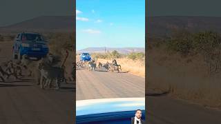 Leopard has allout Brawl With 50 Baboons🦁🐒🐒🐯 [upl. by Opiuuk]