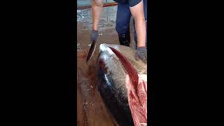 Superb Bluefin Tuna Cutting [upl. by Adlemi]