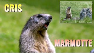 MARMOTTE qui crie  Angry Marmot [upl. by Ellennaj]