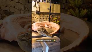 Crocodile Street Food in Thailand 🐊 streetfood thailand funny shorts ytshorts trendingshorts [upl. by Hilliary320]