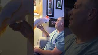 TANGO Anger shorts 🤬🤬🦜viralvideo video parrot shortvideos shortvideo shortsvideo [upl. by Drais867]