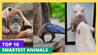 Top 10 worlds smartest animals Nature’s Genius Unveiled [upl. by Leiuqese275]