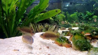 Neolamprologus Multifasciatus Best Shell Dweller Cichlids For Beginners [upl. by Cohen702]