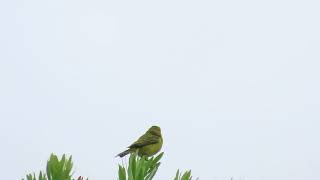 Brimstone Canary [upl. by Norramic]