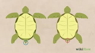 How to find Turtle Gender  Male amp Female Turtle Difference  How to identify Turtle Male amp Female [upl. by Isdnil186]