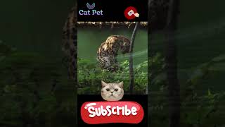 Everything You Need to Know About Cat Mating catsound cats101 catmeowing pets [upl. by Nan]